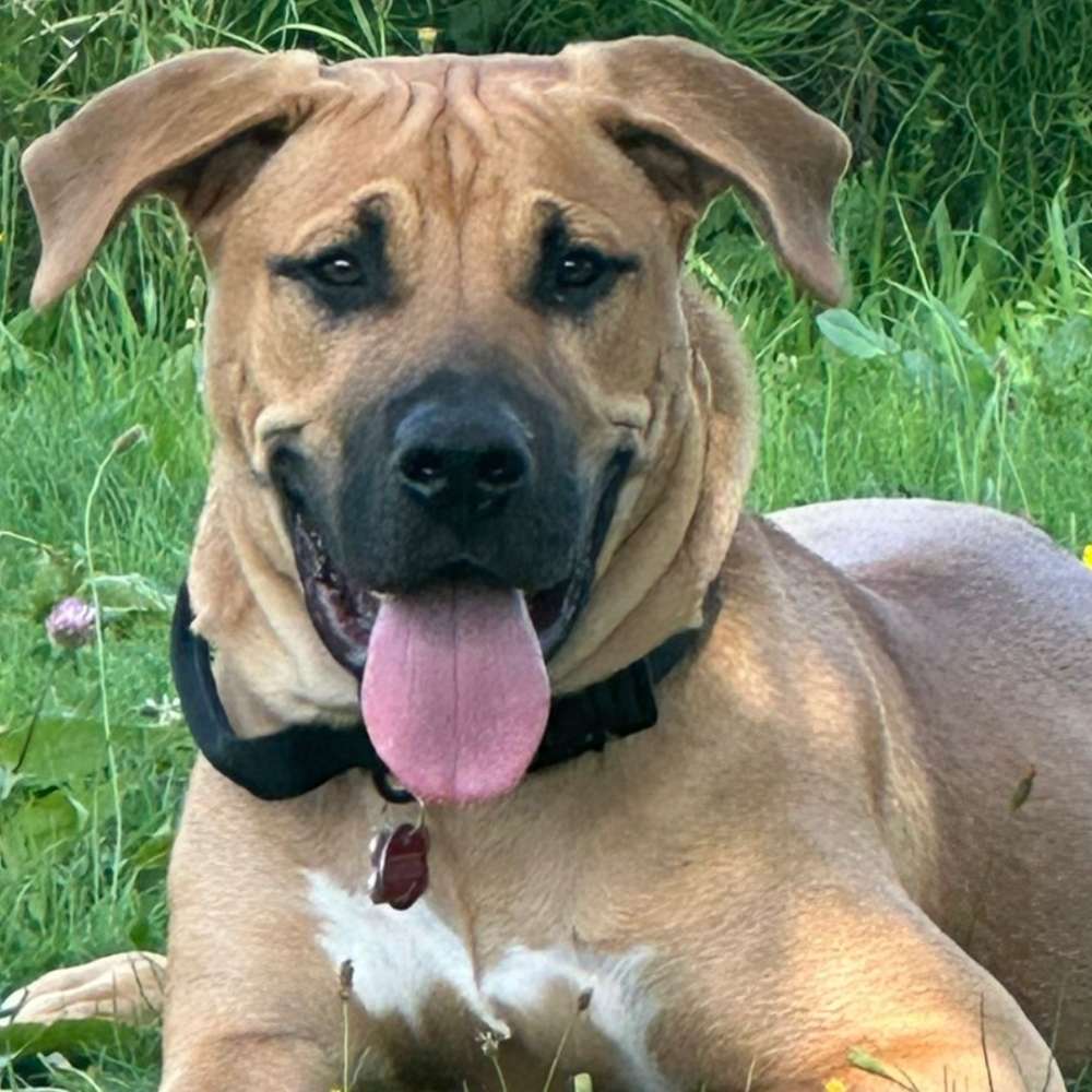 Hundetreffen-Welpentreff in Taunusstein auf eingezäunten Gelände-Profilbild