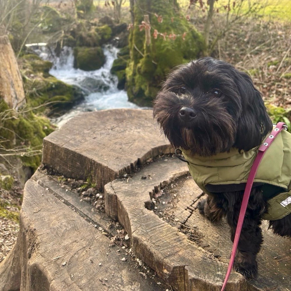 Hundetreffen-Spiel und Trainingspartner gesucht-Profilbild