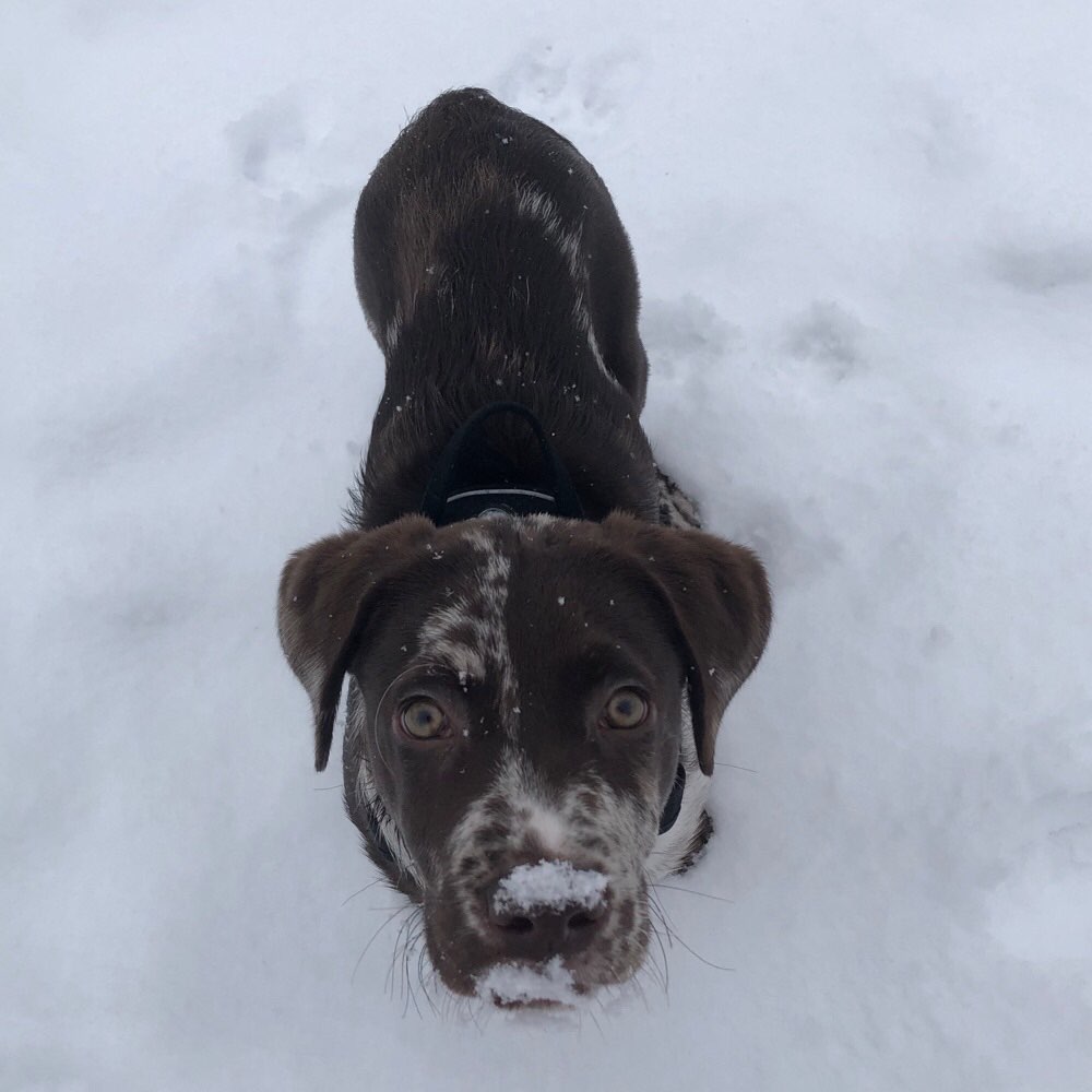 Hundetreffen-Hundetreffen🙋🏻‍♀️-Profilbild