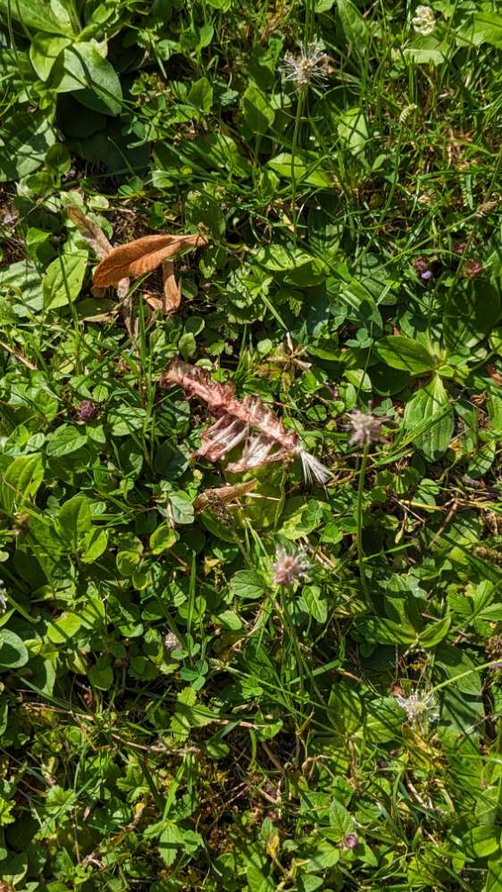 Giftköder-Knochenstücke gefunden-Profilbild