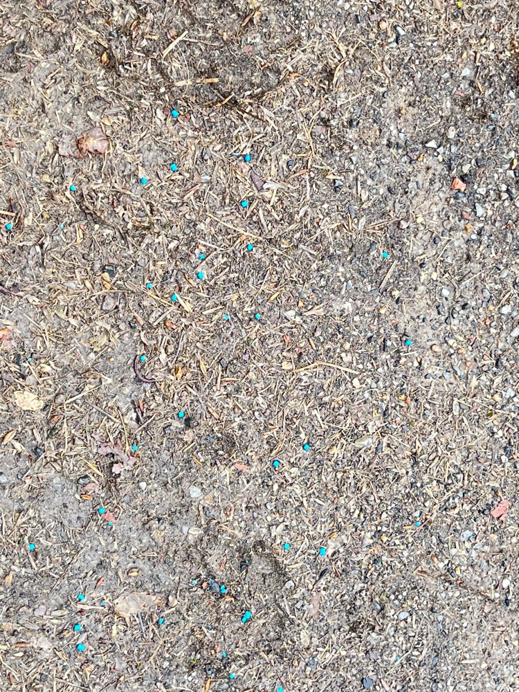 Giftköder-Blaukorn-Profilbild