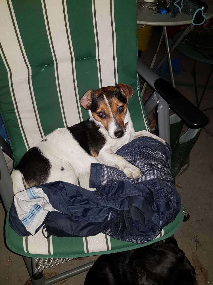 Hundetreffen-Emma sucht Gassi Kumpel-Profilbild