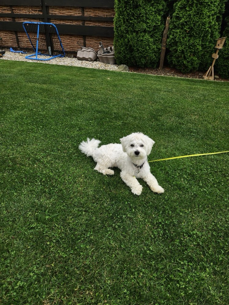 Hundetreffen-Gassi gehen, Trainieren und Spielen-Profilbild