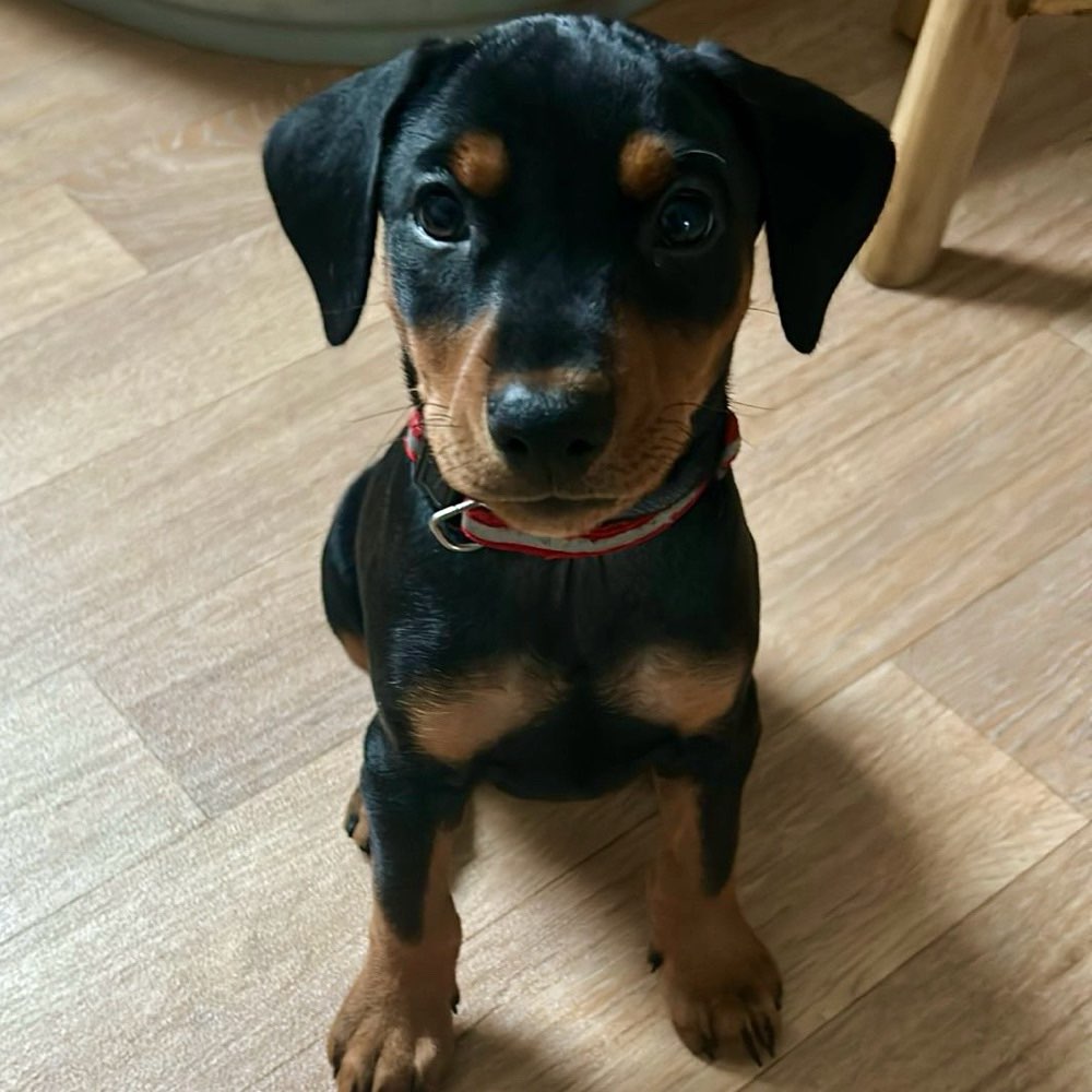 Hundetreffen-Erste kleine Gassirunden & Eingewöhnung🐾☀️-Profilbild