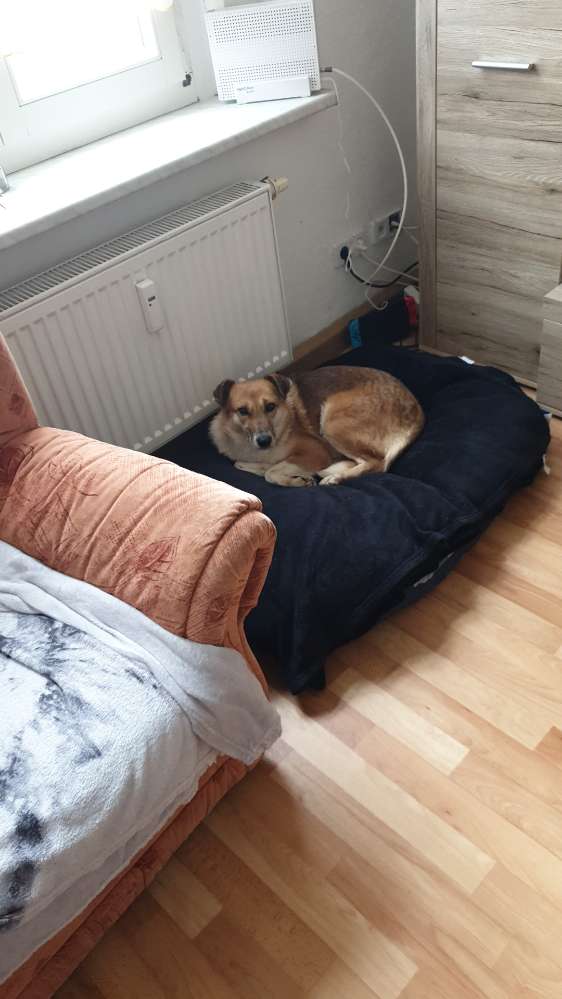 Hundetreffen-Gassi gehn in bad langensalza-Profilbild