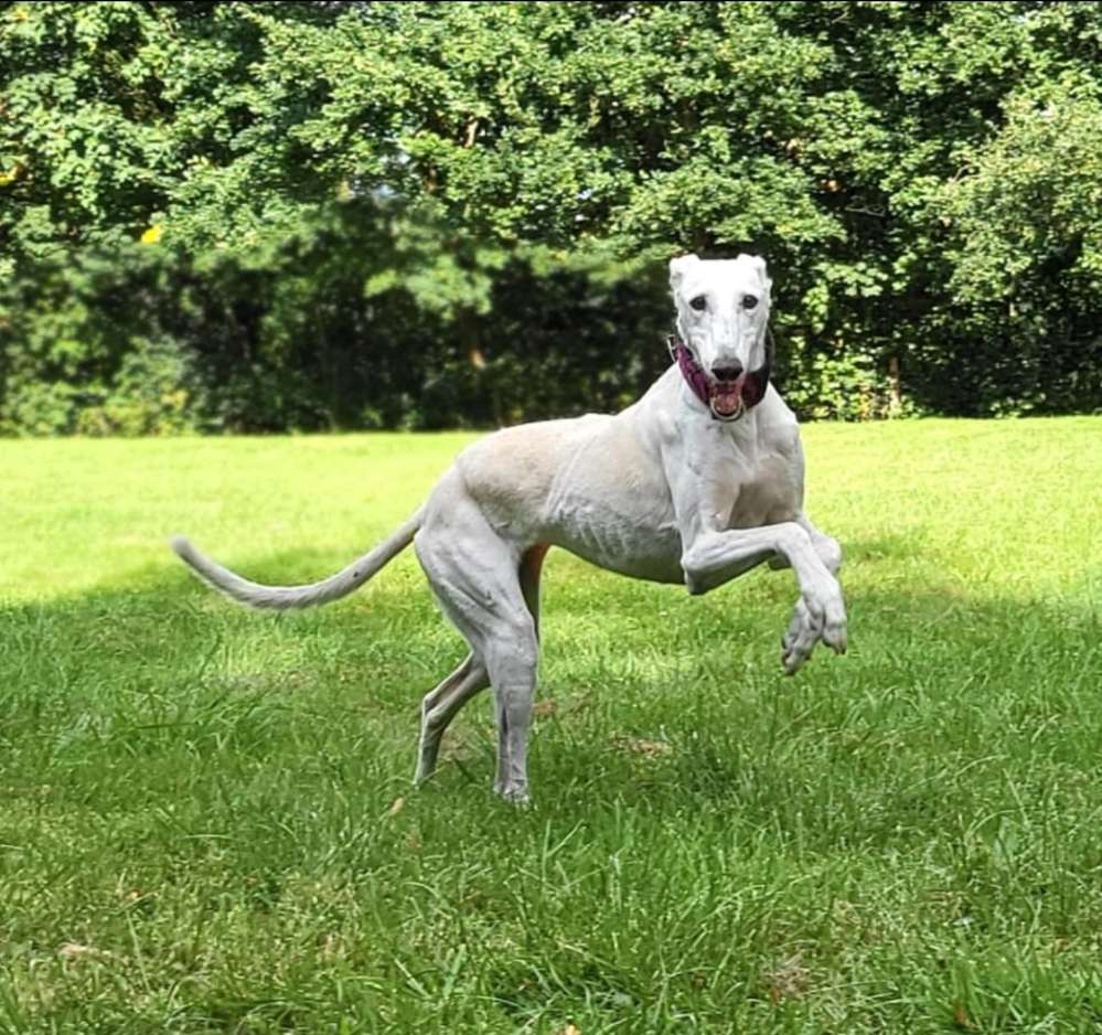 Hundetreffen-Runde um den kl. Bornhorster See-Profilbild