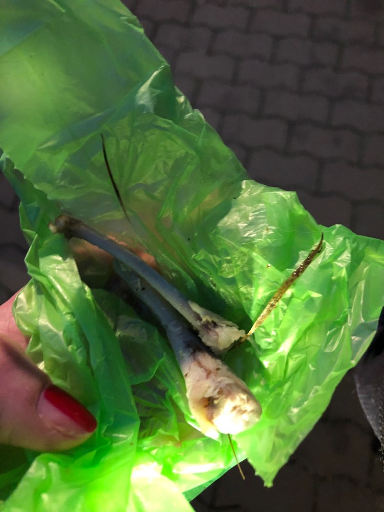 Giftköder-Hähnchen Knochen-Profilbild