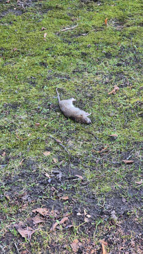Giftköder-Giftköder & tote Ratte-Profilbild