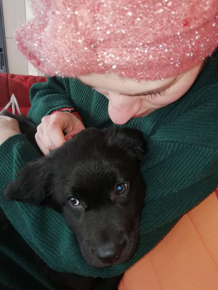 Hundetreffen-Wir suchen einen Gassi Partner für unseren kleinen Labrador Pumba-Profilbild