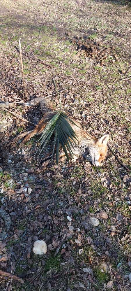 Giftköder-Toter Fuchs am Cossi-Profilbild