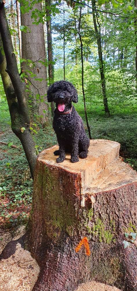 Hundetreffen-Trainingspartner-Profilbild