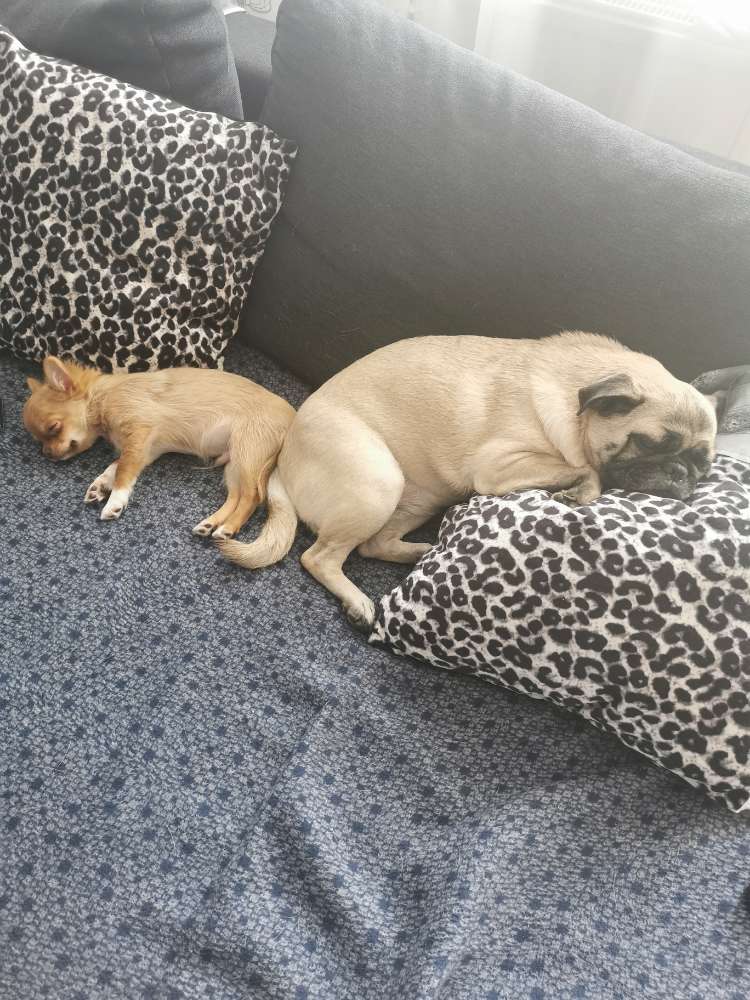 Hundetreffen-Welpentreffen-Profilbild