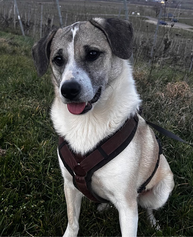 Hundetreffen-Neue Spielpartner/innen🦴🐕-Profilbild