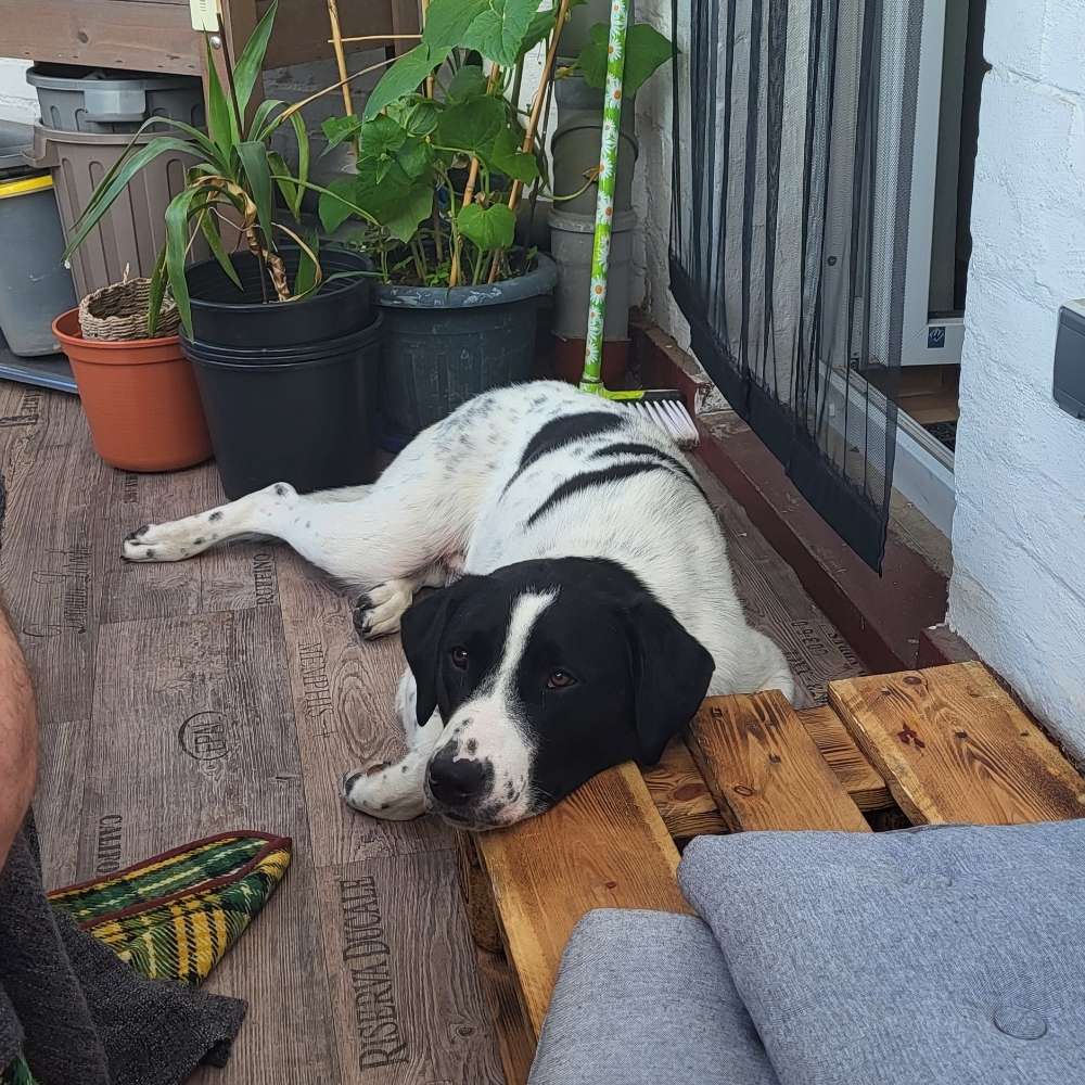 Hundetreffen-Gassi-training und spielrunde-Profilbild