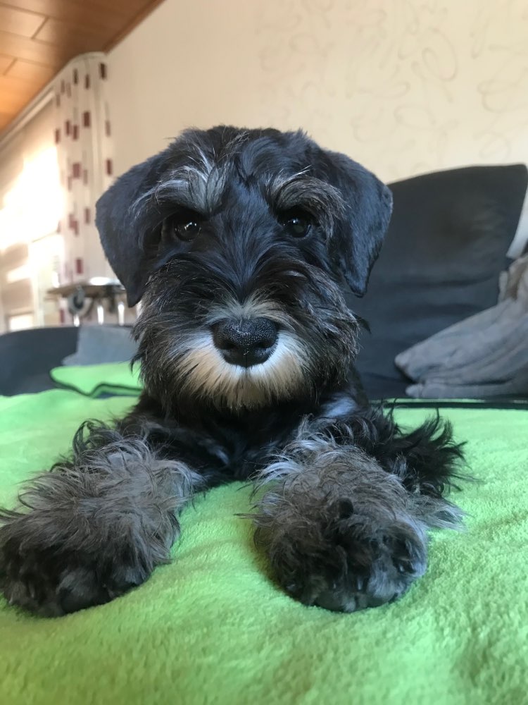 Hundetreffen-Welpen/ Junghunde Gassi & Spiel-Profilbild