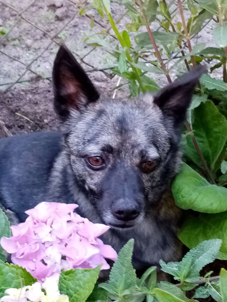Hundetreffen-Spazieren gehen, toben, neue Wege erkunden.-Profilbild