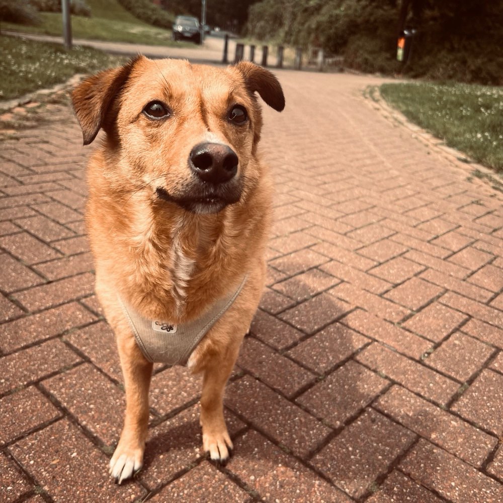 Hundetreffen-Louis würde sich über neue Bekanntschaften freuen, beim Gassi gehen oder toben :)-Profilbild