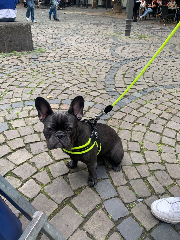 Hundetreffen-Junghunde Spielpartner/in gesucht-Profilbild