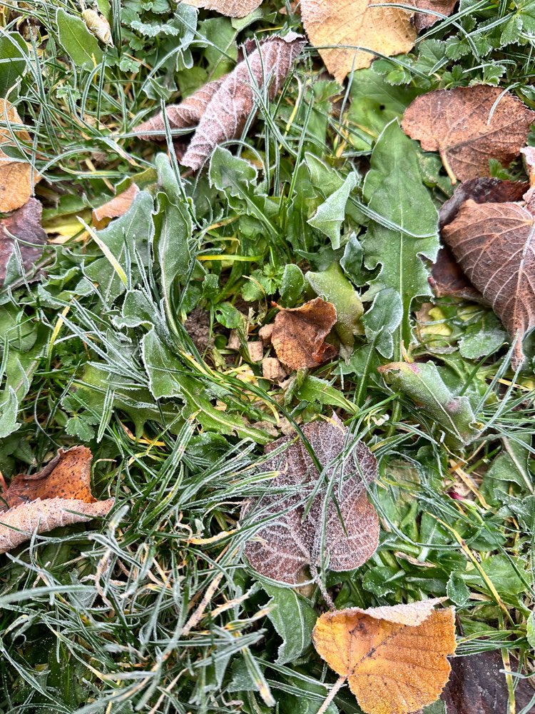 Giftköder-Ausgelegtes Futter-Profilbild