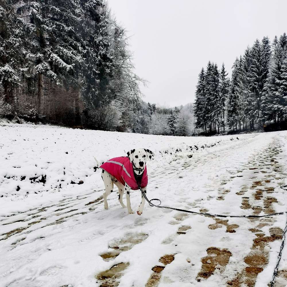 Hundetreffen-Spielgefährten gesucht-Profilbild