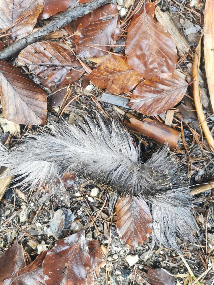 Giftköder-Fellreste-Profilbild