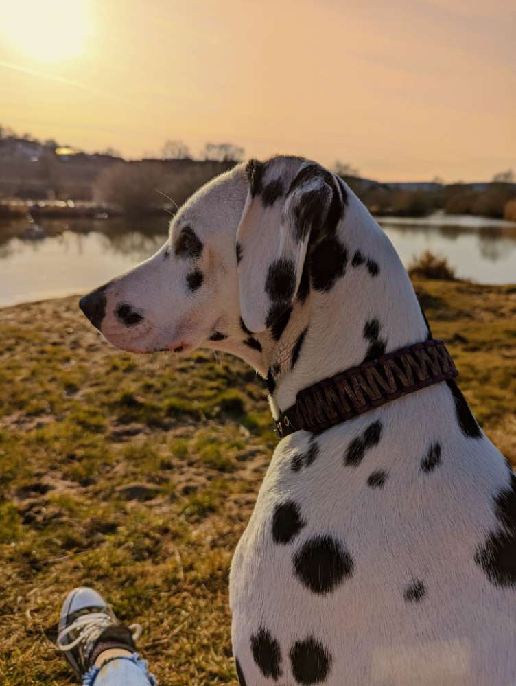 Hundetreffen-Teilnahme an einer kleinen Umfrage-Profilbild