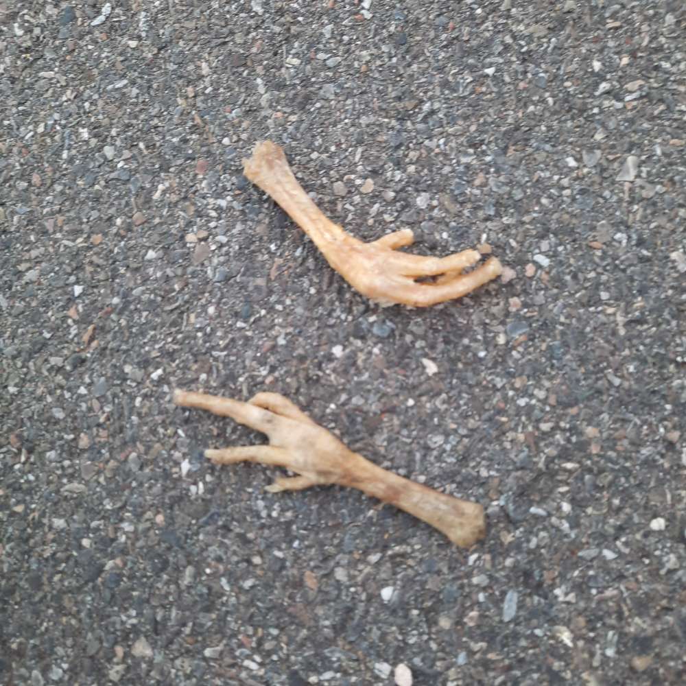 Giftköder-Vermutung auf Giftköder-Profilbild