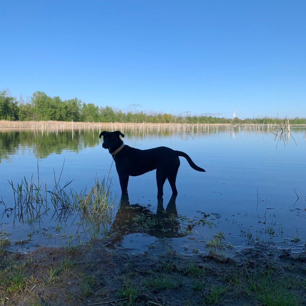 Hundetreffen-Gemeinsame Gassi-& Spielrunden am See oder im Wald-Profilbild