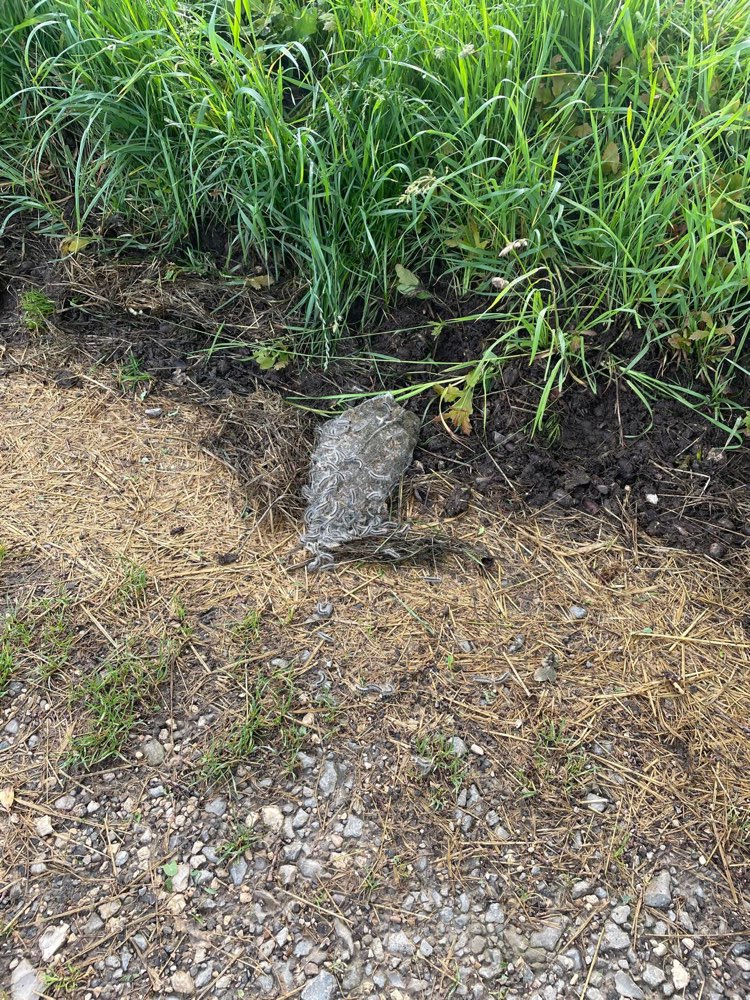 Giftköder-Eichenprozessionsspinner-Profilbild