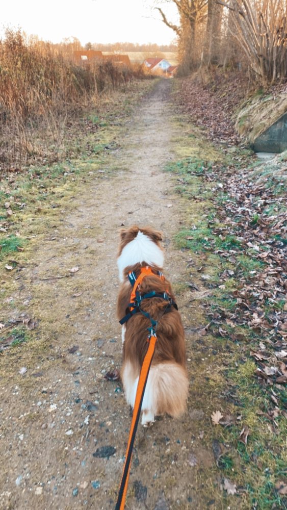 Hundetreffen-Carnicross Runde zwischen 2-5km-Profilbild