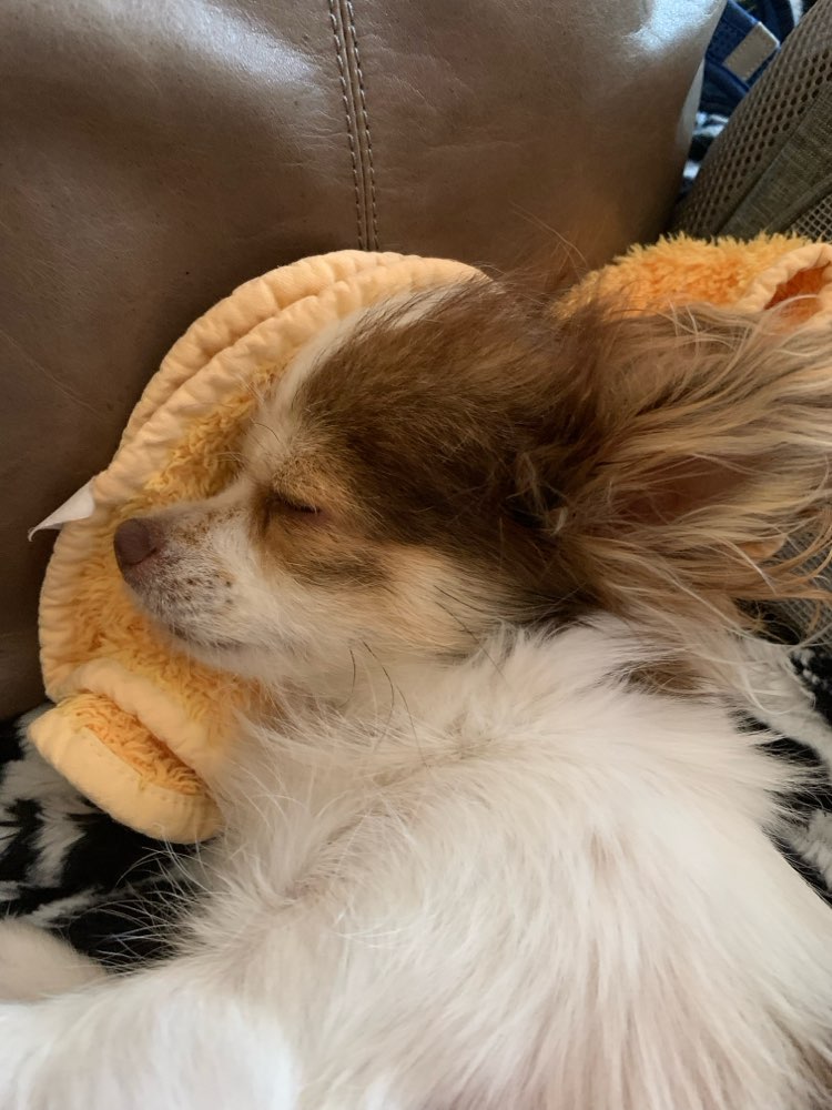 Hundetreffen-Filou sucht Sozialkontakte-Profilbild