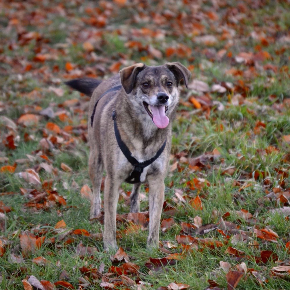 Hundetreffen-Frieda sucht neue Freunde-Profilbild