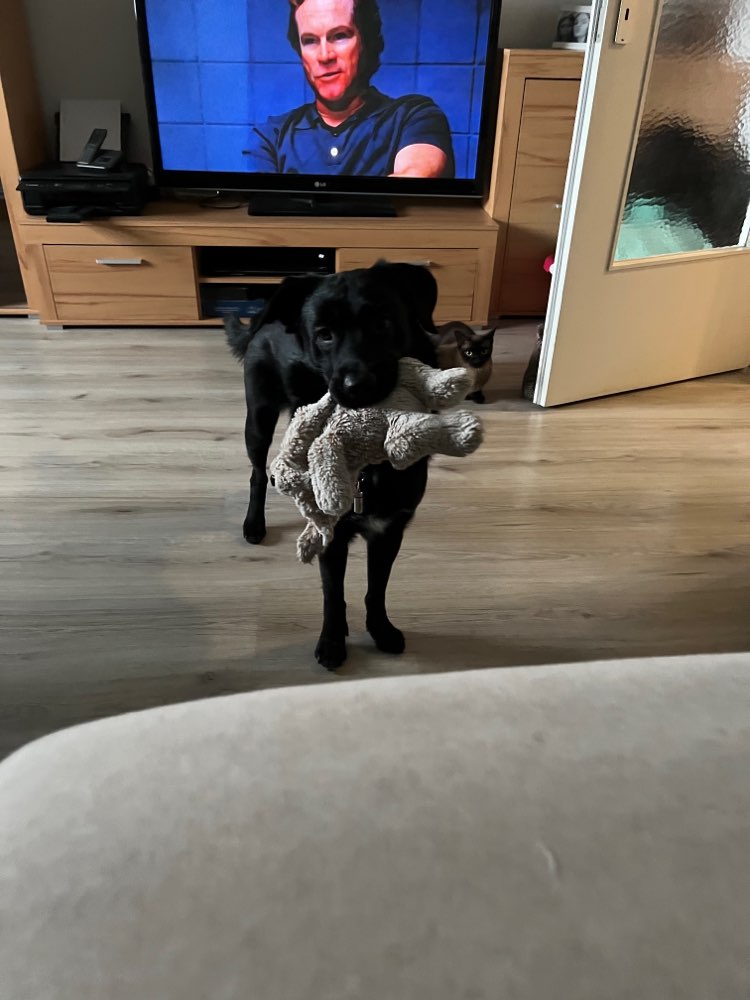 Hundetreffen-Hunde Sozialverhalten üben-Profilbild