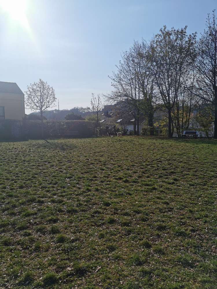 Hundetreffen-Hundetreffen Alt-Saarbrücken 🐺-Profilbild