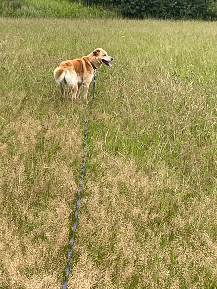 Hundetreffen-Hundetreffen in/bei Parchim-Profilbild