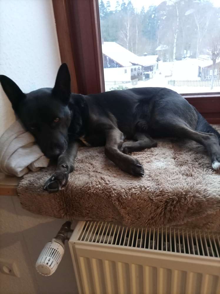 Hundetreffen-Hundebetreuung tagsüber-Profilbild