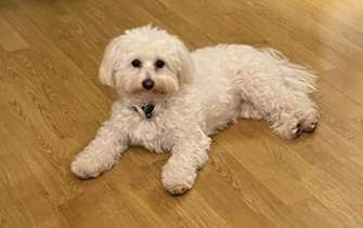 Hundetreffen-Junghundetreff-Profilbild