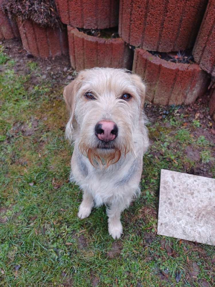 Hundetreffen-Spiel stunde und soziale Kontakte knüpfen 😅-Profilbild
