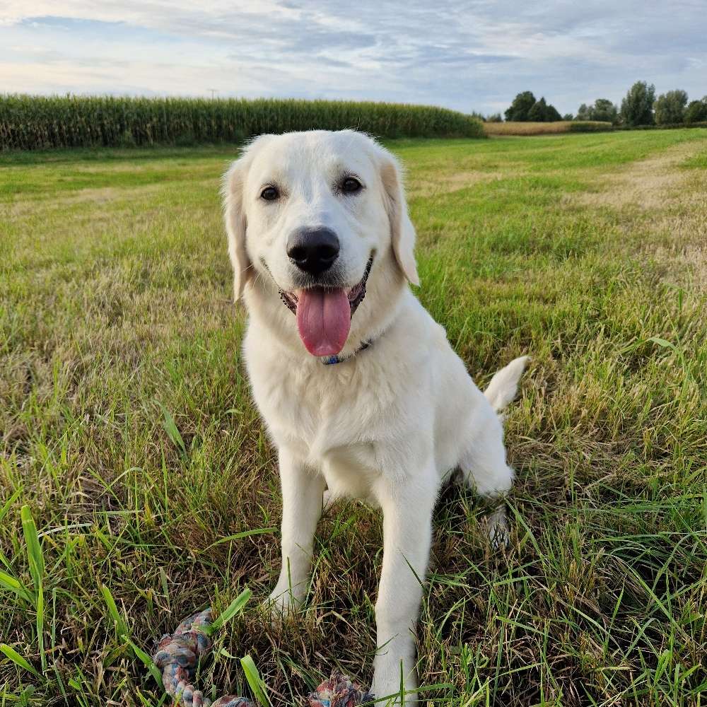 Hundetreffen-Spiel- und Gassitreffen-Profilbild