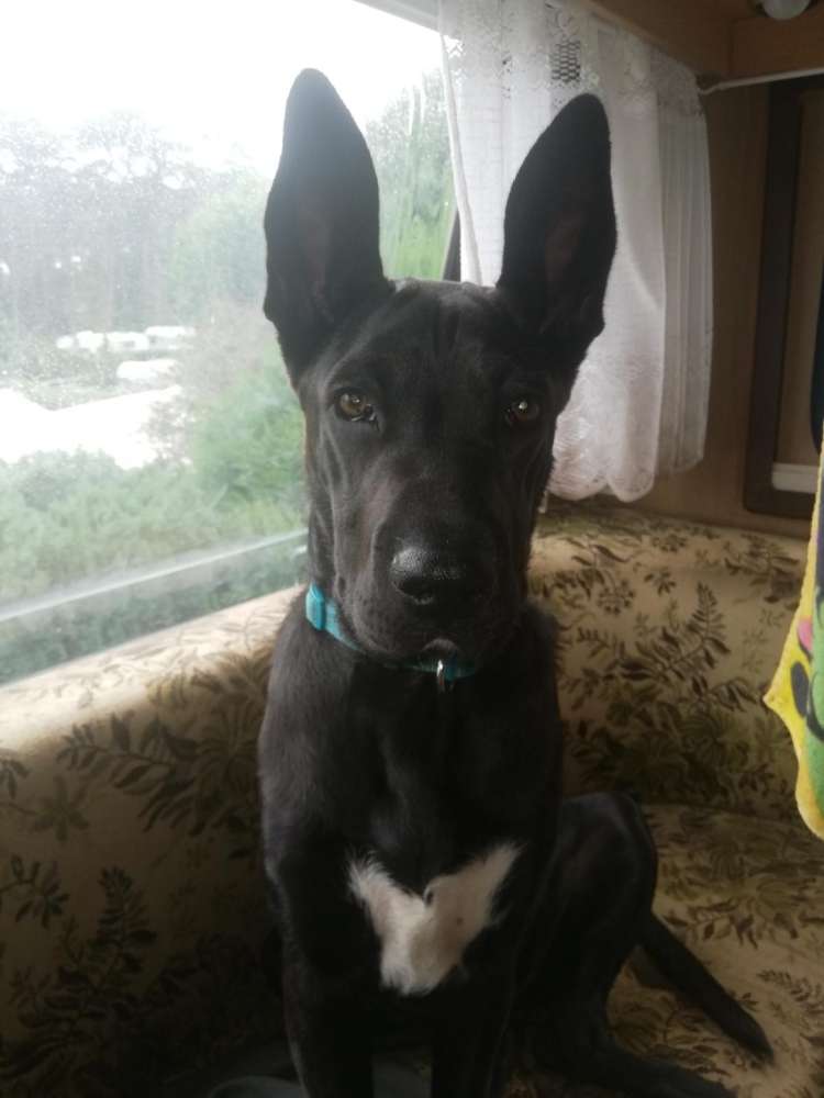 Hundetreffen-Suche Spiel/Gassi Gruppe.-Profilbild