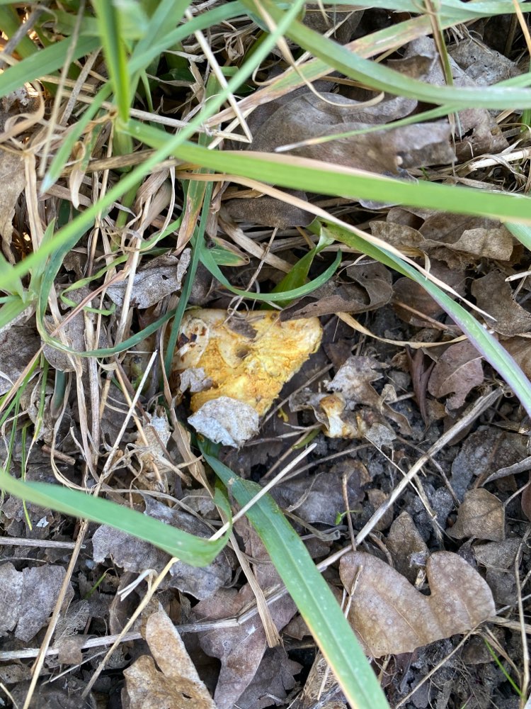 Giftköder-Evtl. Giftköder-Profilbild