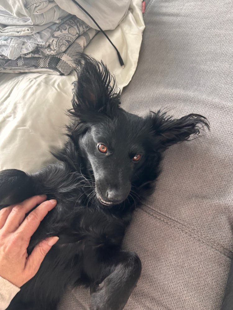 Hundetreffen-Mischling-Profilbild