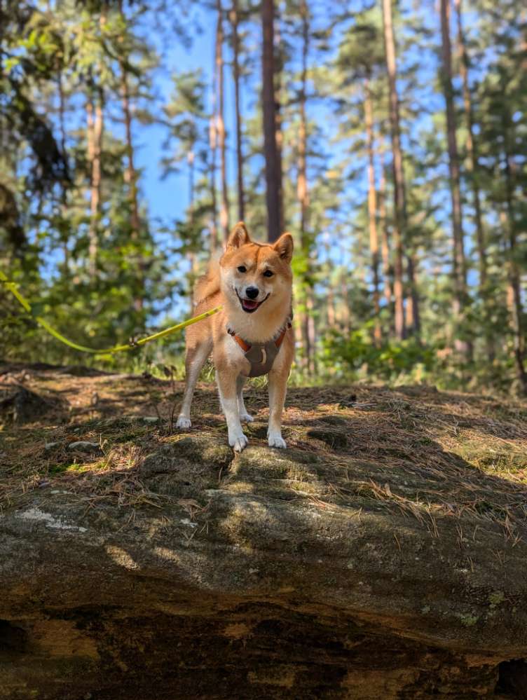 Hundetreffen-Gassi- und Spieletreff-Profilbild