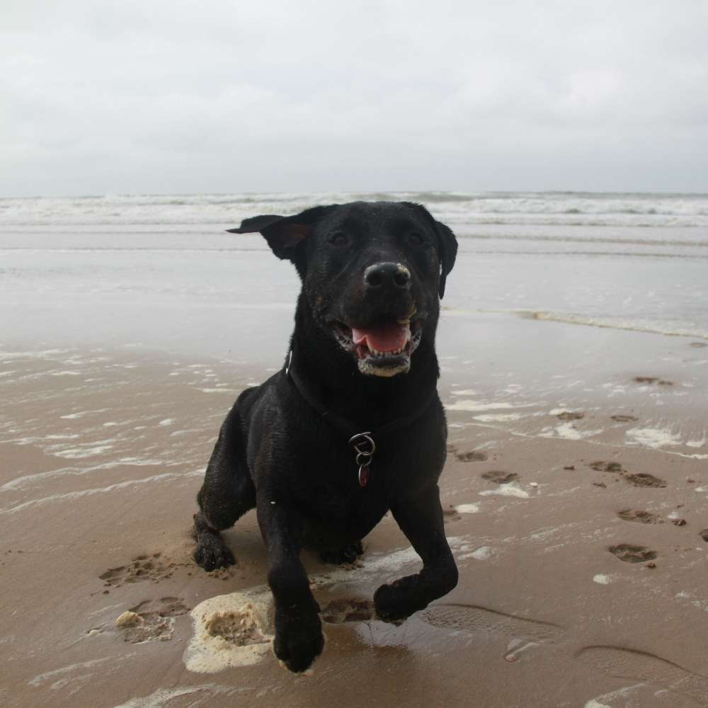 Hundetreffen-Gassirunden ,gern auch am Wasser🐳🐟-Profilbild