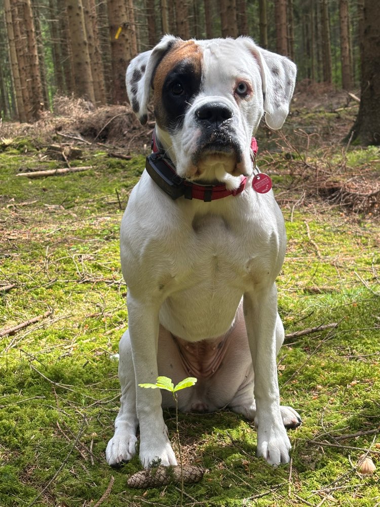 Hundetreffen-Toben und spielen-Profilbild