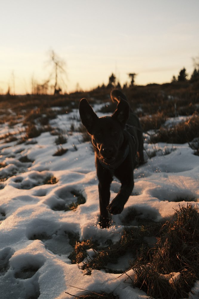 Hundetreffen-Gassirunde mit Spielen-Profilbild