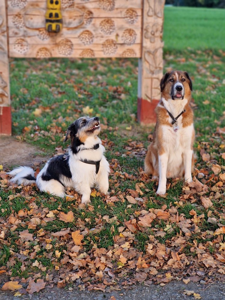 Hundetreffen-Morgen Runde-Profilbild