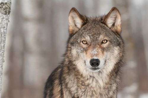 Giftköder-Wolf-Profilbild