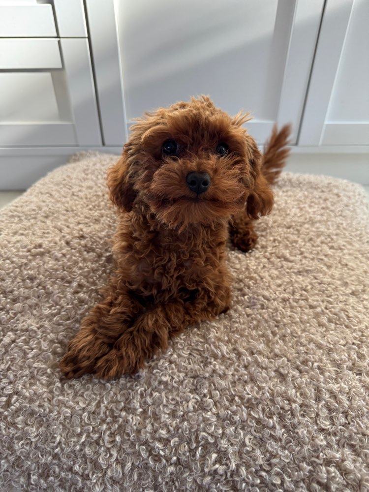 Hundetreffen-Suche Spiel-/Gassitreffen-Profilbild