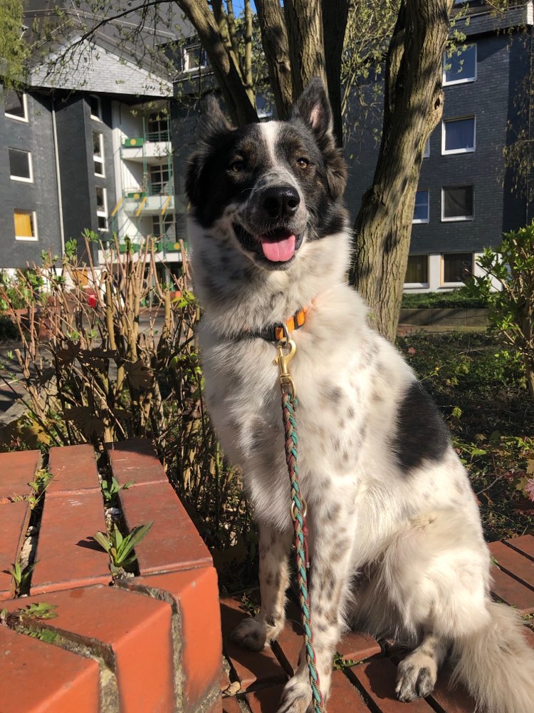 Hundetreffen-Trainingspartner gesucht-Profilbild